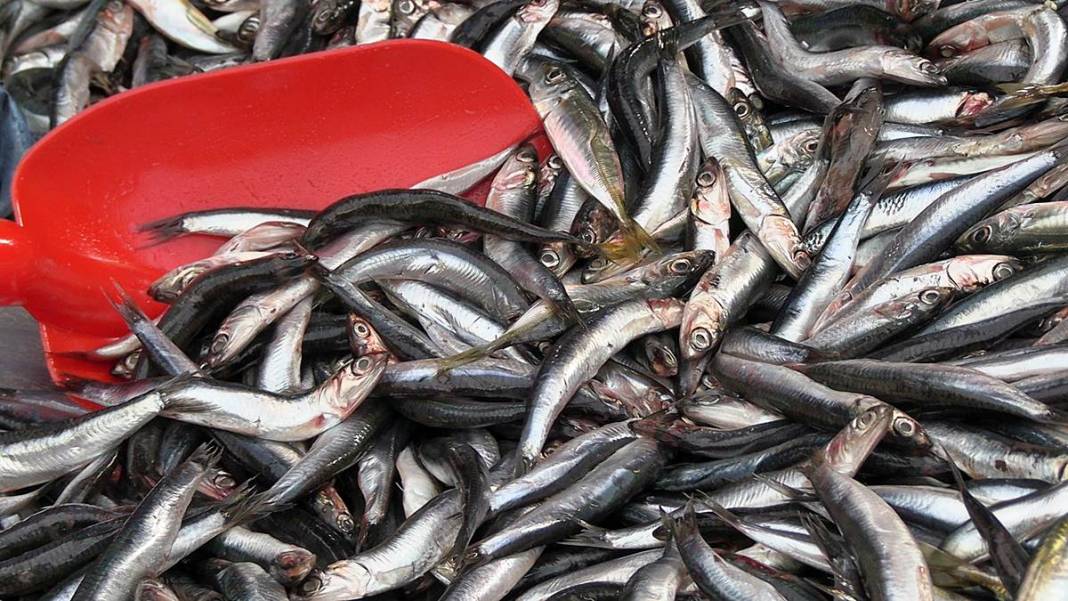 Kilosu bir günde 300 TL'den 100 TL'ye düşünce kasa kasa satıldı! O kentte bolluk yaşanıyor 5